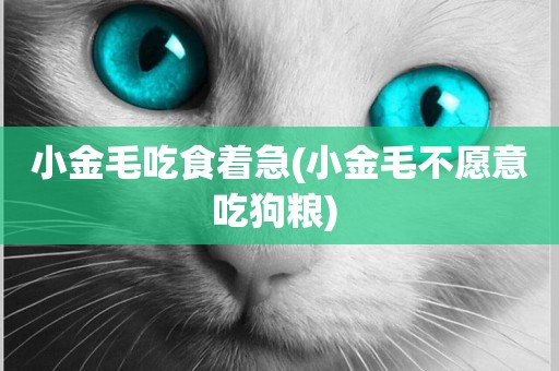 小金毛吃食著急(小金毛不愿意吃狗糧) 