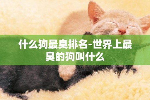 什么狗最臭排名-世界上最臭的狗叫什么
