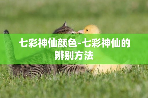 七彩神仙顏色-七彩神仙的辨別方法
