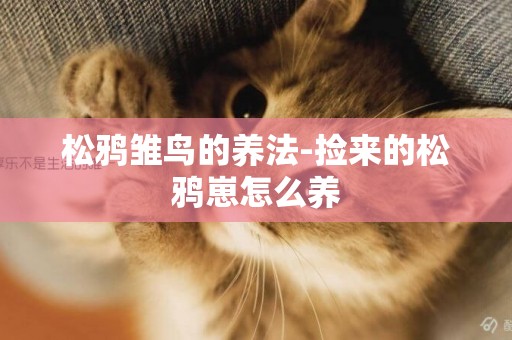 松鴉雛鳥的養法-撿來的松鴉崽怎么養