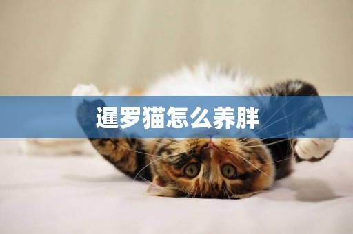 暹羅貓怎么養胖
