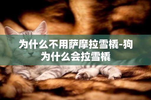 為什么不用薩摩拉雪橇-狗為什么會拉雪橇