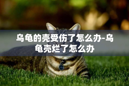烏龜的殼受傷了怎么辦-烏龜殼爛了怎么辦