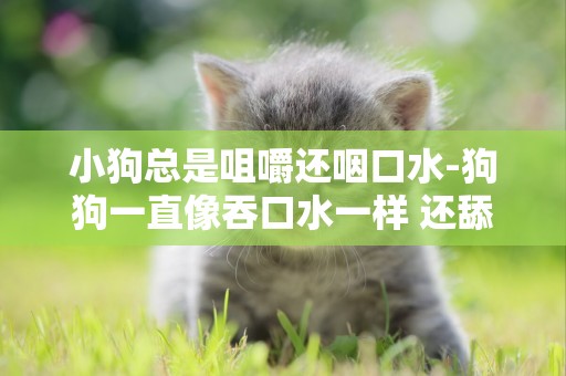 小狗總是咀嚼還咽口水-狗狗一直像吞口水一樣 還舔嘴巴