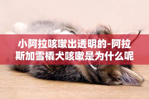 小阿拉咳嗽出透明的-阿拉斯加雪橇犬咳嗽是為什么呢