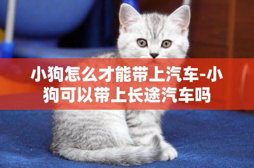 小狗怎么才能帶上汽車-小狗可以帶上長途汽車嗎
