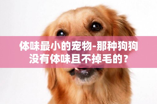 體味最小的寵物-那種狗狗沒有體味且不掉毛的？