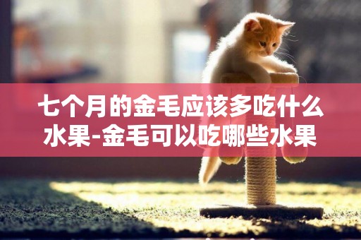 七個月的金毛應該多吃什么水果-金毛可以吃哪些水果?