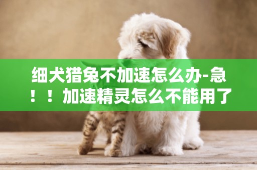 細犬獵兔不加速怎么辦-急！！加速精靈怎么不能用了
