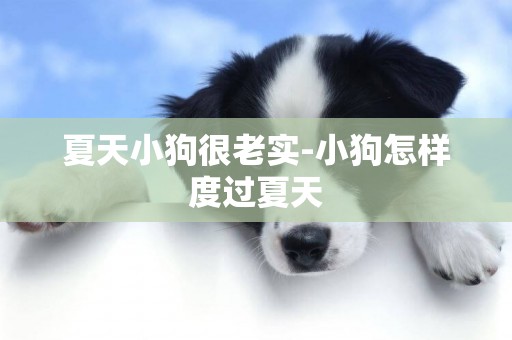 夏天小狗很老實-小狗怎樣度過夏天