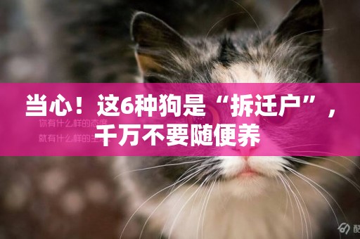 當心！這6種狗是“拆遷戶”，千萬不要隨便養 