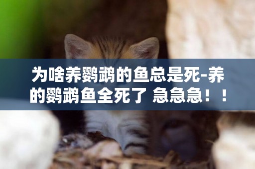 為啥養鸚鵡的魚總是死-養的鸚鵡魚全死了 急急急！！