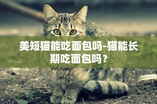 美短貓能吃面包嗎-貓能長期吃面包嗎？