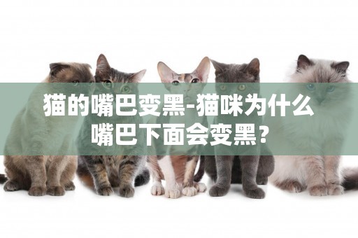 貓的嘴巴變黑-貓咪為什么嘴巴下面會變黑？