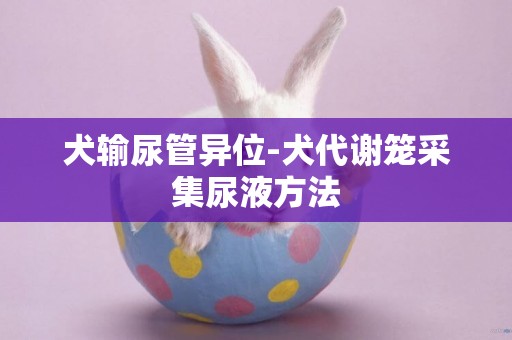 犬輸尿管異位-犬代謝籠采集尿液方法