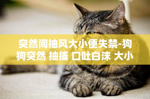突然間抽風大小便失禁-狗狗突然 抽搐 口吐白沫 大小便失禁，是怎么回事？