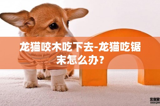 龍貓咬木吃下去-龍貓吃鋸末怎么辦？