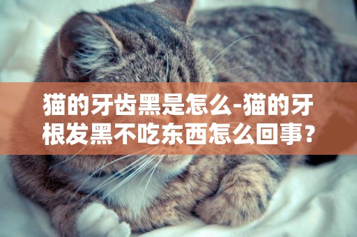 貓的牙齒黑是怎么-貓的牙根發黑不吃東西怎么回事？