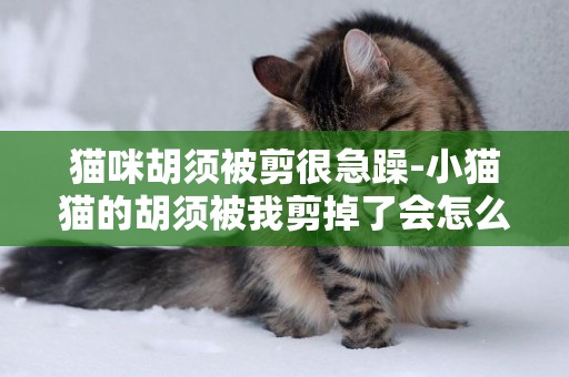 貓咪胡須被剪很急躁-小貓貓的胡須被我剪掉了會怎么樣