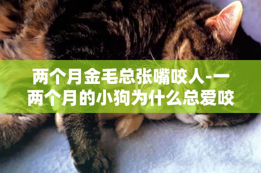 兩個月金毛總張嘴咬人-一兩個月的小狗為什么總愛咬人