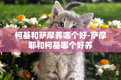 柯基和薩摩養哪個好-薩摩耶和柯基哪個好養