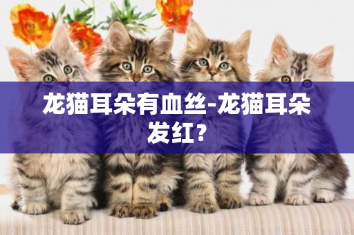 龍貓耳朵有血絲-龍貓耳朵發紅？