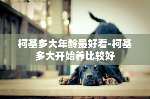柯基多大年齡最好看-柯基多大開始養比較好