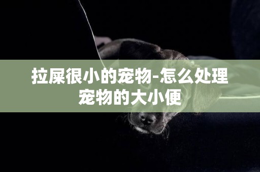 拉屎很小的寵物-怎么處理寵物的大小便
