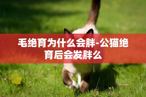 毛絕育為什么會胖-公貓絕育后會發胖么