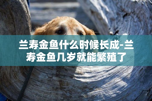 蘭壽金魚什么時候長成-蘭壽金魚幾歲就能繁殖了