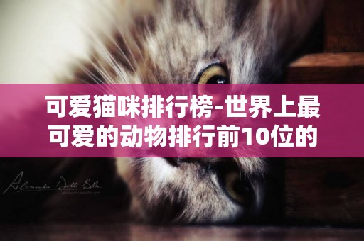 可愛貓咪排行榜-世界上最可愛的動物排行前10位的