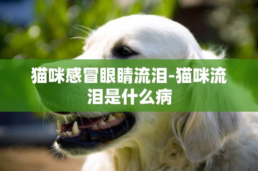 貓咪感冒眼睛流淚-貓咪流淚是什么病