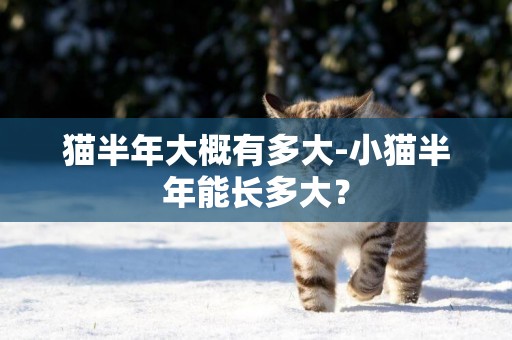 貓半年大概有多大-小貓半年能長多大？