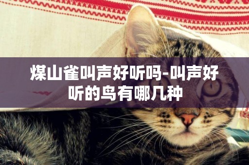 煤山雀叫聲好聽嗎-叫聲好聽的鳥有哪幾種