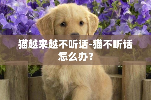 貓越來越不聽話-貓不聽話怎么辦？