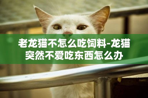 老龍貓不怎么吃飼料-龍貓突然不愛吃東西怎么辦