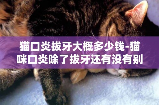 貓口炎拔牙大概多少錢-貓咪口炎除了拔牙還有沒有別的方法