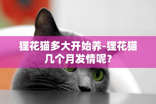 貍花貓多大開始養-貍花貓幾個月發情呢？