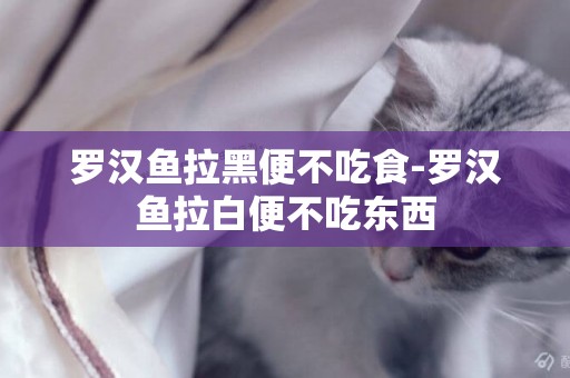 羅漢魚拉黑便不吃食-羅漢魚拉白便不吃東西