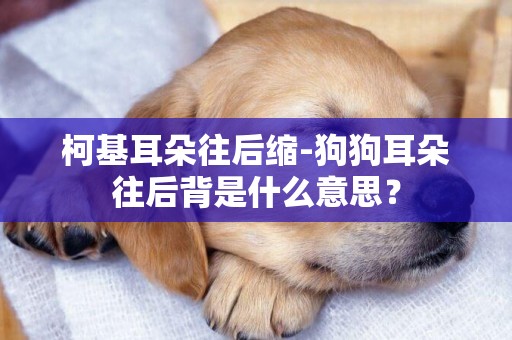 柯基耳朵往后縮-狗狗耳朵往后背是什么意思？