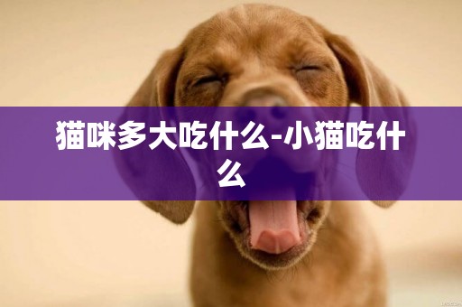 貓咪多大吃什么-小貓吃什么