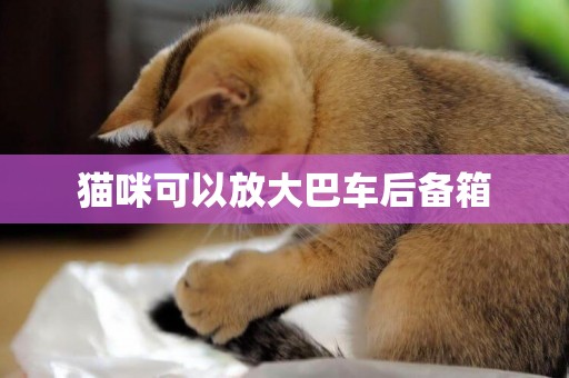 貓咪可以放大巴車后備箱