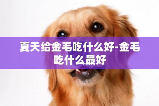 夏天給金毛吃什么好-金毛吃什么最好