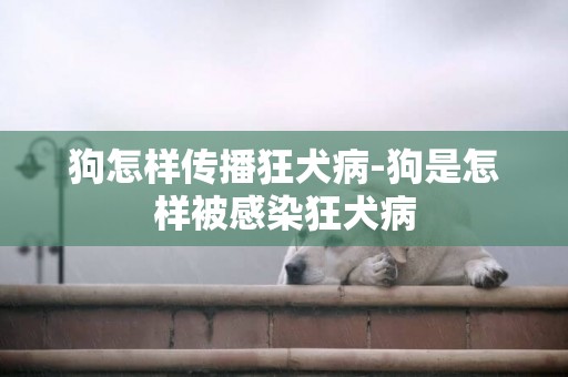 狗怎樣傳播狂犬病-狗是怎樣被感染狂犬病