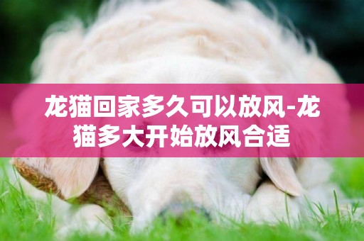 龍貓回家多久可以放風-龍貓多大開始放風合適
