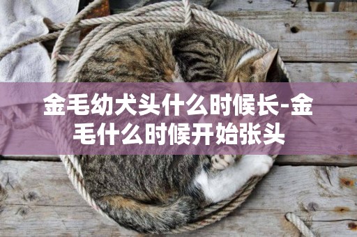 金毛幼犬頭什么時候長-金毛什么時候開始張頭