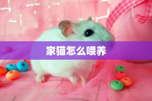 家貓怎么喂養