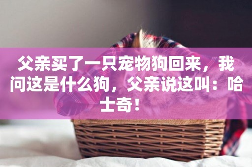 父親買了一只寵物狗回來，我問這是什么狗，父親說這叫：哈士奇！ 