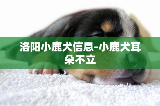 洛陽小鹿犬信息-小鹿犬耳朵不立