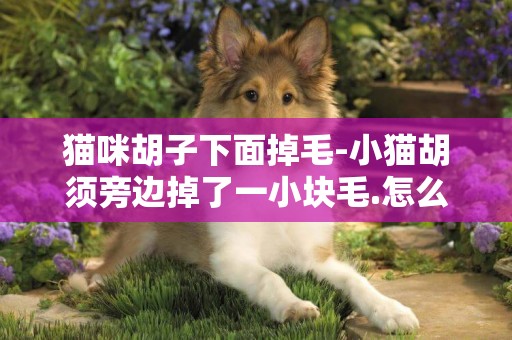 貓咪胡子下面掉毛-小貓胡須旁邊掉了一小塊毛.怎么回事???